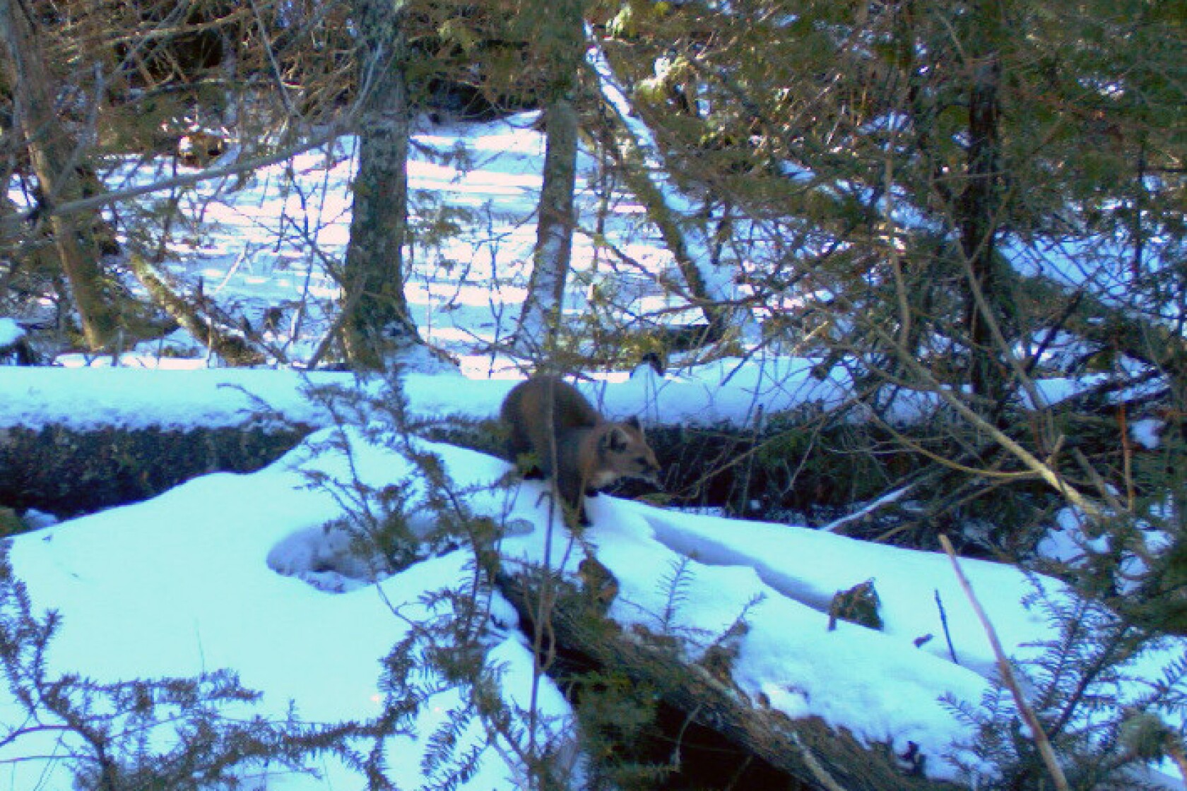For the first time in a century, martens have been spotted on Lake